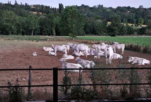 Agriturismo Acquacalda Villa Montone  Luaran gambar